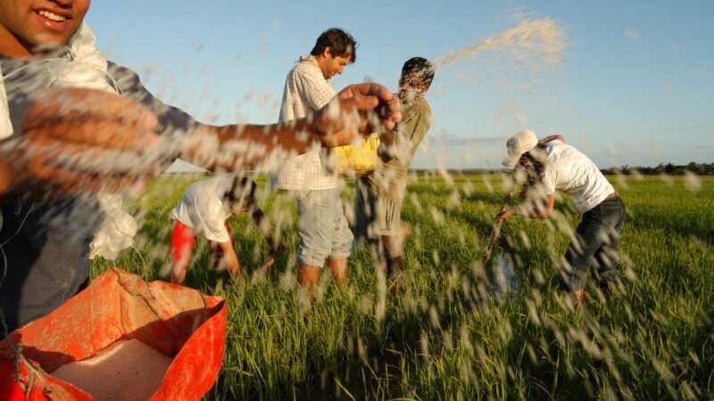 Calçadão Brasil – O futuro POR LEI do Senado – ATRAINDO A JUVENTUDE e nacionalmente assegurar a responsabilidade de investir no futuro nos campos produtivos agrícolas…