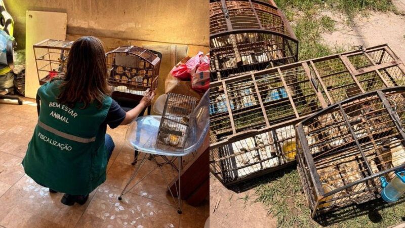 Calçadão Vila Velha – Prefeitura apreende 14 aves silvestres mantidas em condições irregulares –
