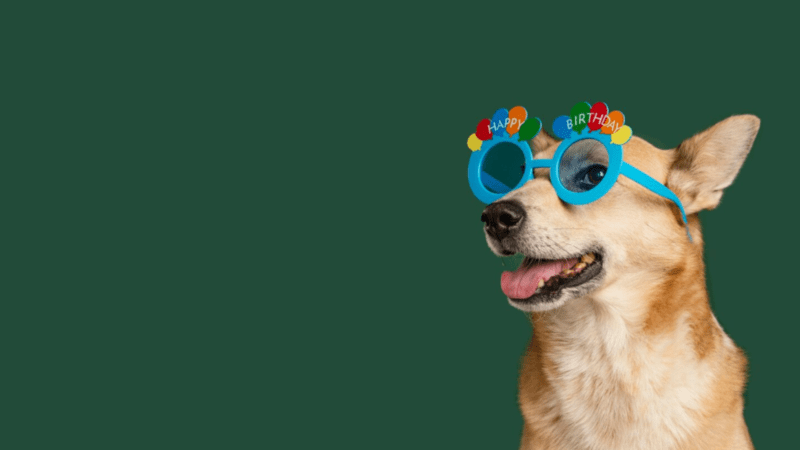 Calçadão Viana – Clima de Carnaval e solidadiedade com feira de adoção de animais.