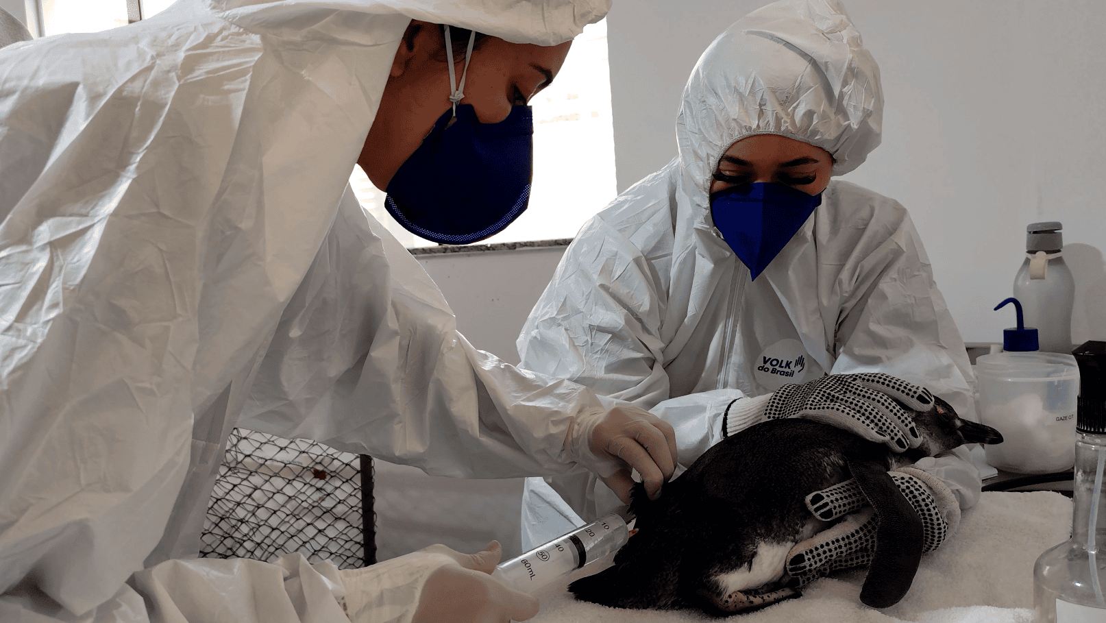 Duas pessoas vestidas com equipamentos de proteção como macacões brancos, luvas e máscara atendem um pinguim deitado em uma mesa. Uma pessoa segura o animal enquanto a outra injeta algo com uma seringa de 60 ml.