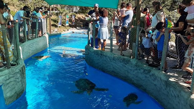 Momento de lazer e diversão: Famílias do Cras Consolação visitam o Projeto Tamar