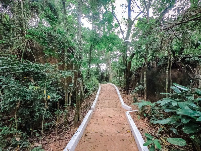 Programa contribui para preservação das florestas, cuidando da fonte verde de vida