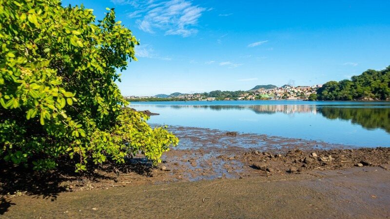 Celebração do Dia do Manguezal: Programação inclui oficinas, teatro, vídeos e limpeza