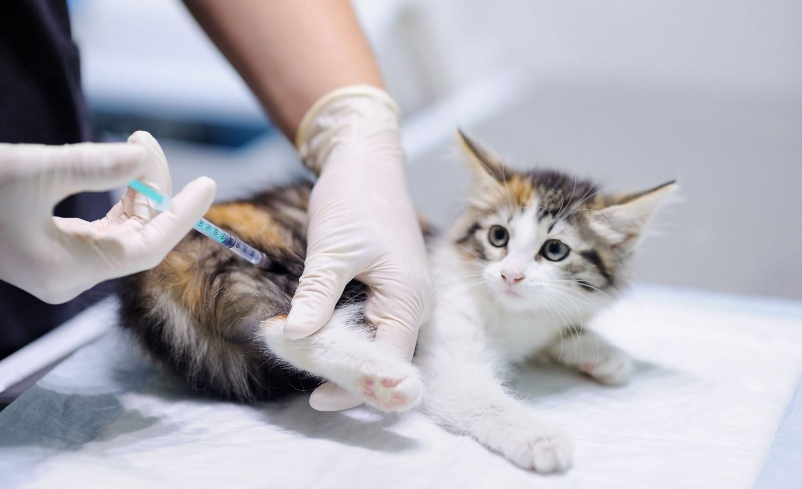 Vitória Protege: Mais de 9 Mil Cães e Gatos Recebem Vacinação Antirrábica