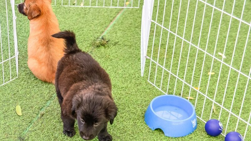 Traga Mais Alegria para Sua Casa: Adote um Pet Neste Fim de Semana!