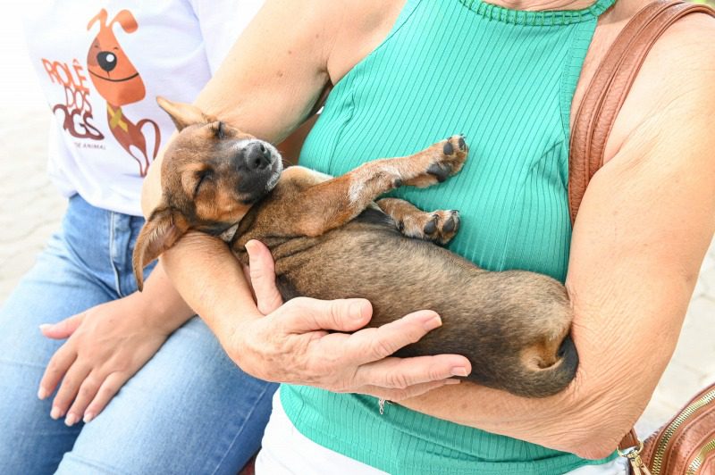 Vitória celebra o Dia Mundial dos Animais com evento de adoção de cães e gatos