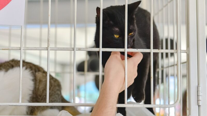 Em Vitória, Evento de Adoção de Animais Acontece neste Fim de Semana